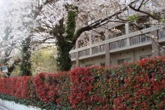 sakura00016