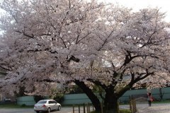 sakura00024