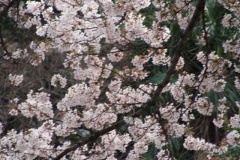 sakura00029