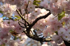 sakura00249