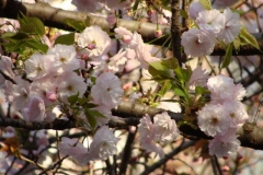 sakura00250