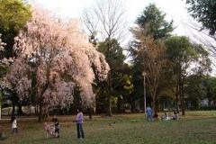 sakura00255