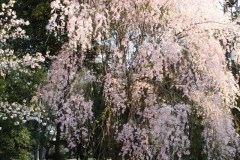 sakura00256