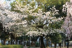 sakura00257