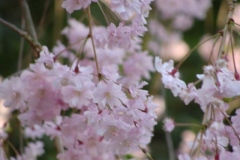 sakura00258