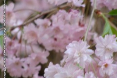 sakura00259