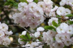 sakura00261