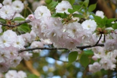 sakura00262