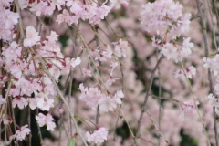 sakura00274