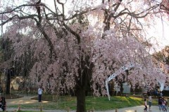sakura00275