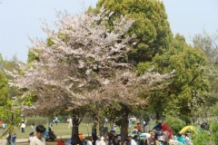 sakura00639