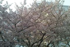 sakura04871