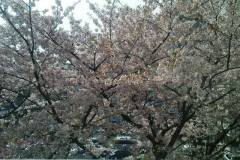 sakura04874