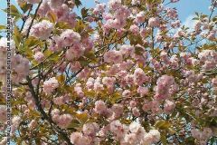 sakura05249