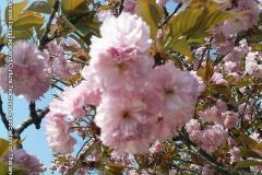 sakura05250