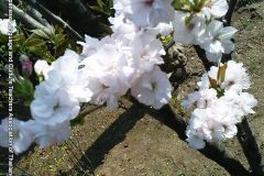 sakura05274