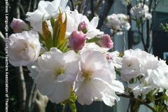 sakura05275