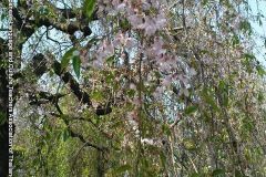 sakura05276