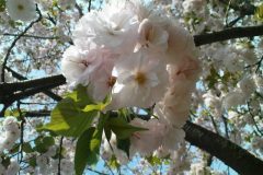 sakura05295