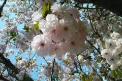 sakura05297