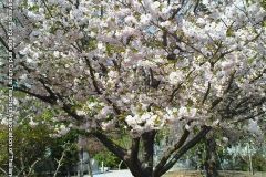 sakura05298