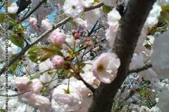 sakura05304
