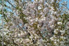 sakura05310