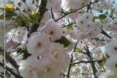 sakura05311
