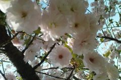 sakura05316
