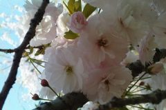 sakura05317