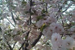 sakura05318