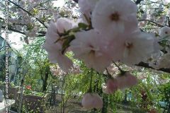 sakura05319