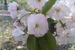 sakura05320