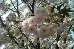 sakura05327