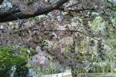 sakura05328