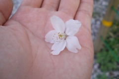 sakura0653