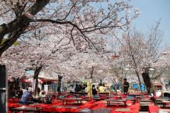 sakura10019