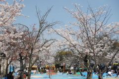 sakura10020