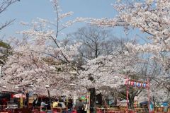 sakura10021