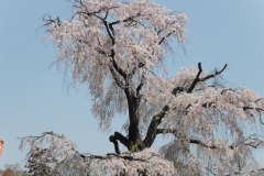 sakura10022