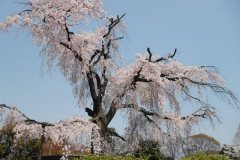 sakura10023