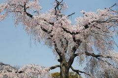 sakura10024
