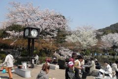 sakura10027