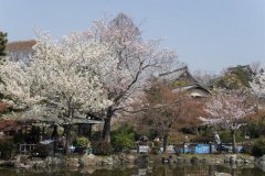 sakura10028