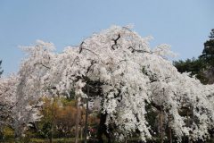 sakura10036