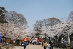 sakura10055