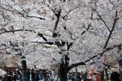 sakura10056