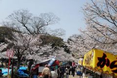 sakura10058