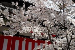 sakura10071