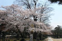sakura10073
